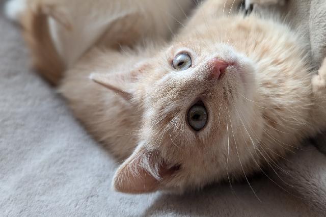 My name at SAFE Haven was Mango Smoothie and I was adopted!