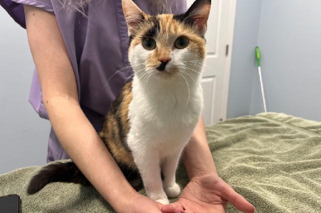 My name at SAFE Haven was Honey and I was adopted!