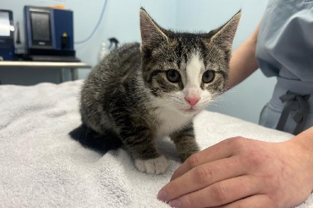 My name at SAFE Haven was Geometry and I was adopted!
