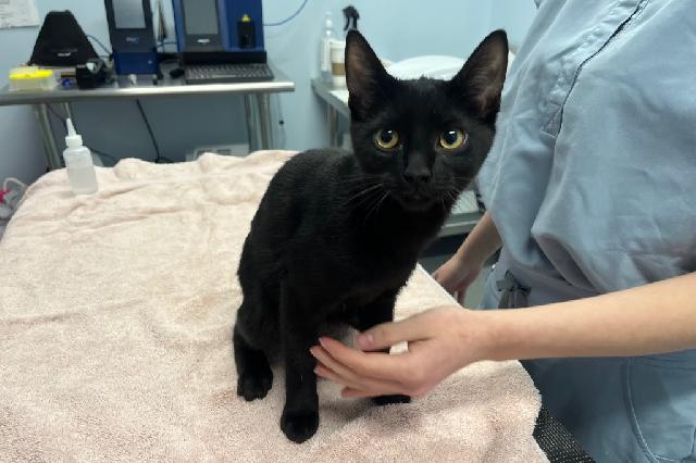 My name at SAFE Haven was Barnacle Boy and I was adopted!