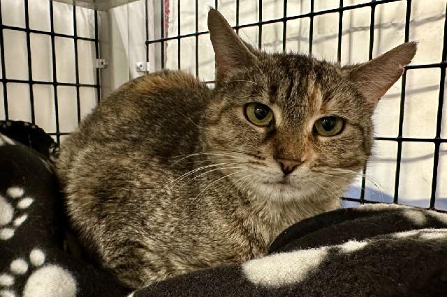 My name at SAFE Haven was Peach Cobbler and I was adopted!