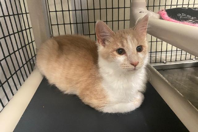 My name at SAFE Haven was Roller Toaster and I was adopted!