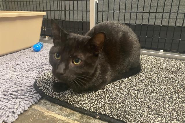 My name at SAFE Haven was Sandivore and I was adopted!