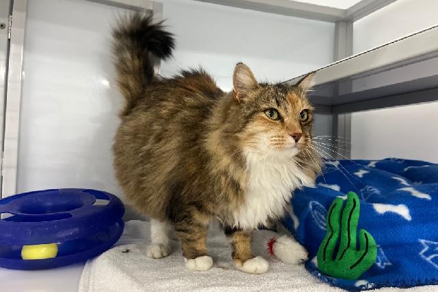 My name at SAFE Haven was Unice and I was adopted!