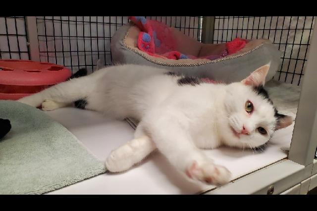 My name at SAFE Haven was Bessie and I was adopted!