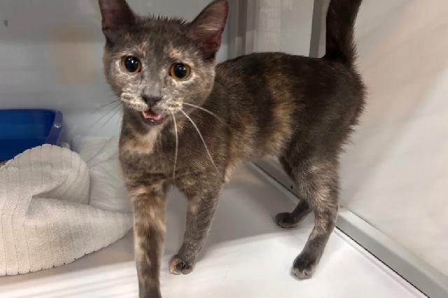 My name at SAFE Haven was Potatobelly and I was adopted!