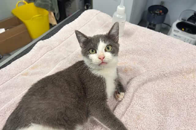 My name at SAFE Haven was Squirmworm and I was adopted!