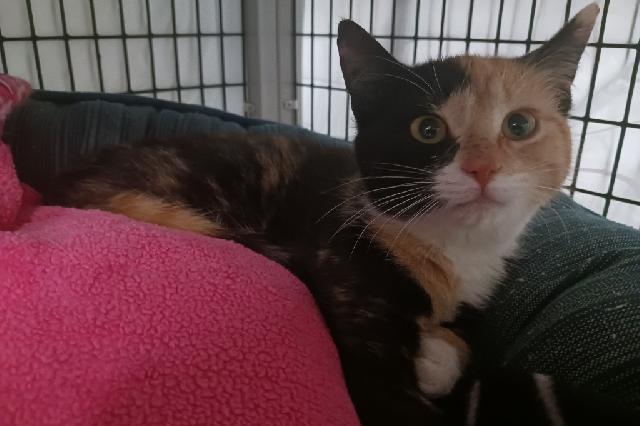 My name at SAFE Haven was Topaz and I was adopted!