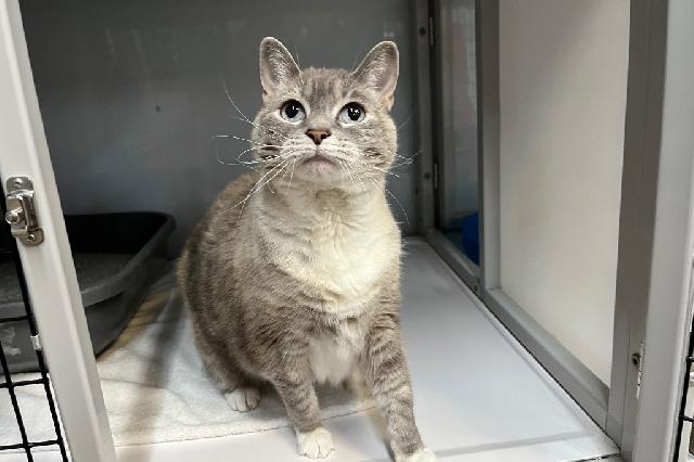 My name at SAFE Haven was Marriot and I was adopted!