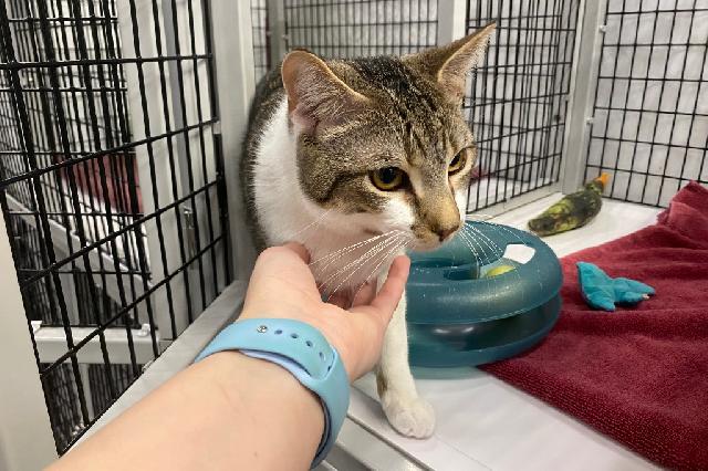 My name at SAFE Haven was Marko and I was adopted!
