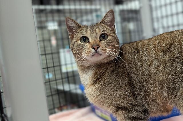 My name at SAFE Haven was Lingonberry and I was adopted!