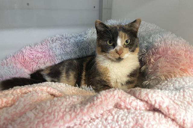 My name at SAFE Haven was Powder and I was adopted!