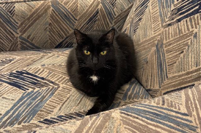 My name is Peppercorn and I am ready for adoption. Learn more about me!