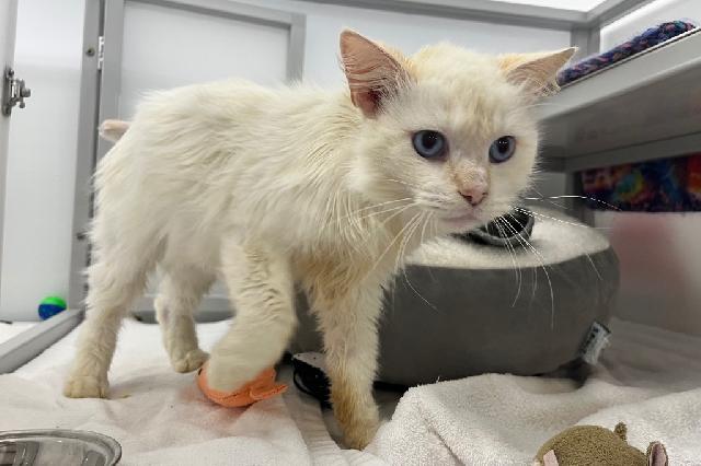 My name is Habanero and I am ready for adoption. Learn more about me!