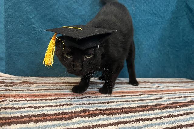 My name is Black Truffle and I am ready for adoption. Learn more about me!