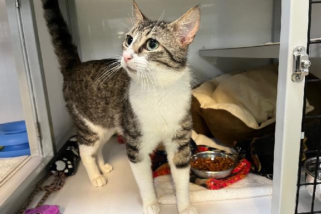 My name is Whiskey and I am ready for adoption. Learn more about me!