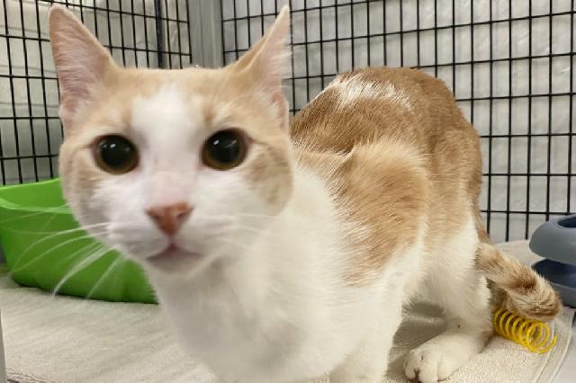 My name is Rorie and I am ready for adoption. Learn more about me!