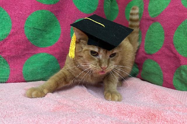 My name at SAFE Haven was Hot Pockette and I was adopted!