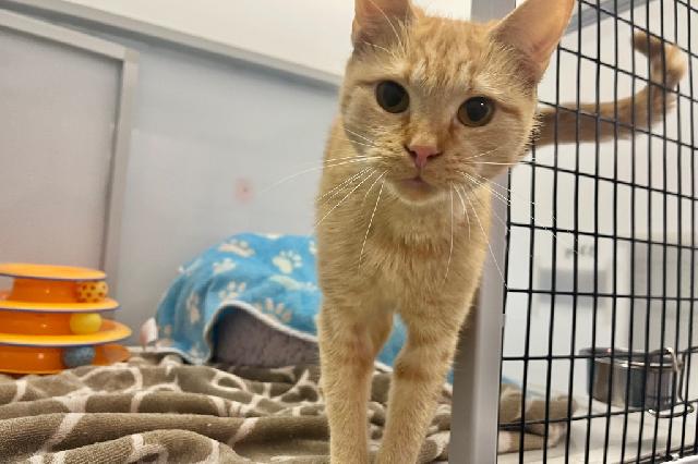 My name is Lean Cuisine and I am ready for adoption. Learn more about me!