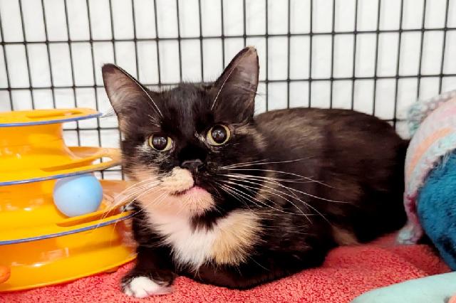 My name at SAFE Haven was Coconut Curry and I was adopted!
