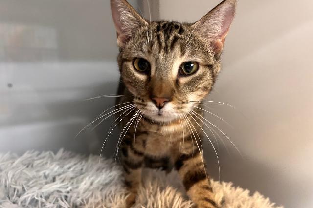 My name is Jetblue and I am ready for adoption. Learn more about me!