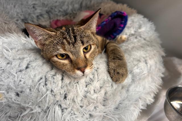 My name is Delta and I am ready for adoption. Learn more about me!