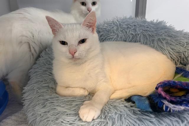 My name is Selenite and I am ready for adoption. Learn more about me!