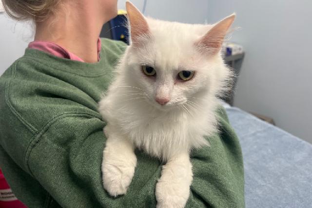 My name is Rainbow Moonstone and I am ready for adoption. Learn more about me!