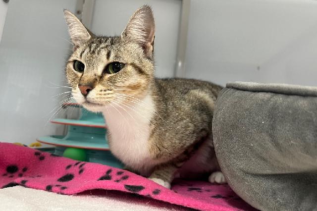 My name is Limoncello and I am ready for adoption. Learn more about me!