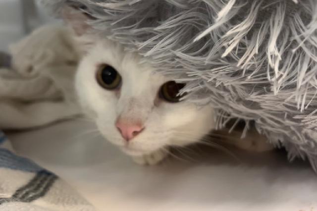 My name is Luke Skywalker and I am ready for adoption. Learn more about me!