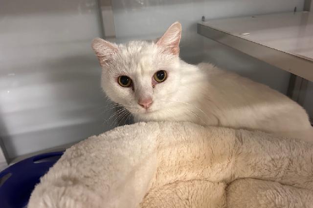 My name is Hann Solo and I am ready for adoption. Learn more about me!