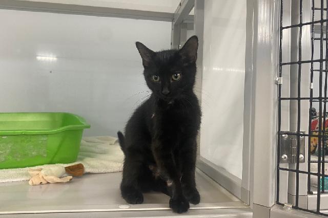 My name is Rhinestone and I am ready for adoption. Learn more about me!