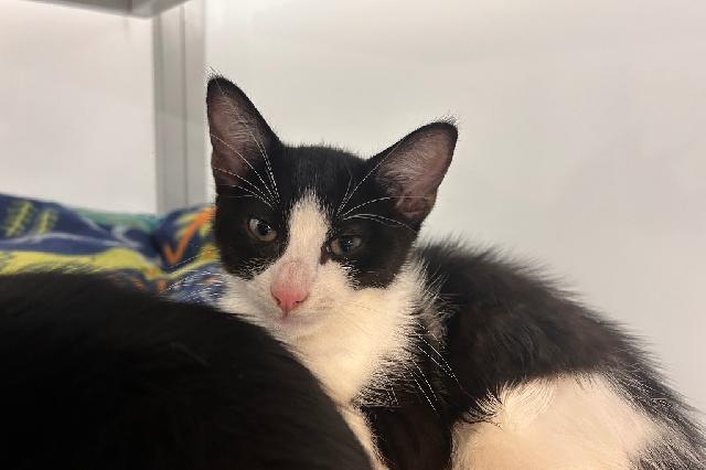 My name is Sequin and I am ready for adoption. Learn more about me!
