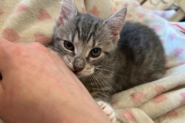 My name is Manta Ray and I am ready for adoption. Learn more about me!