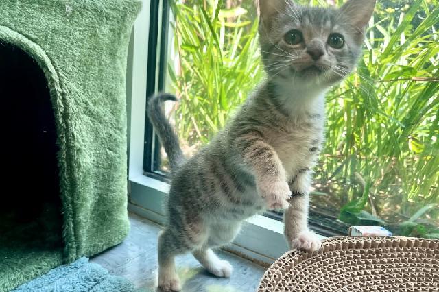 My name is Stingray and I am ready for adoption. Learn more about me!