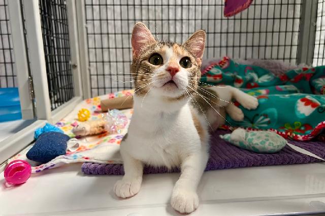 My name at SAFE Haven was Banana Pancakes and I was adopted!