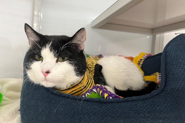 My name is Bamboo and I am ready for adoption. Learn more about me!
