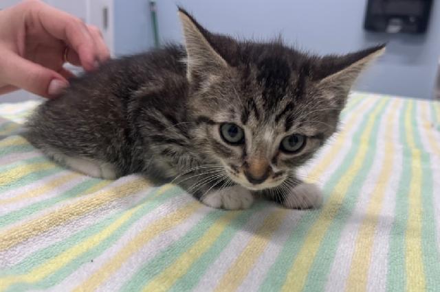 My name at SAFE Haven was Coquina and I was adopted!