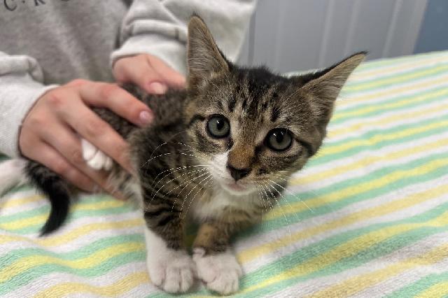 My name at SAFE Haven was Mica and I was adopted!