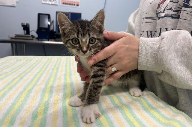 My name at SAFE Haven was Granite and I was adopted!