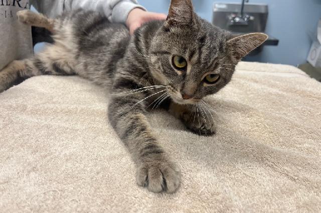 My name is Crisp and I am ready for adoption. Learn more about me!