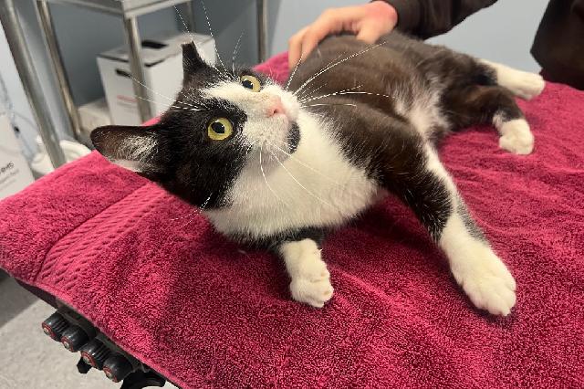 My name is Austin Purrs and I am ready for adoption. Learn more about me!