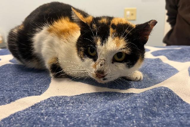 My name is Mrs. Purrs and I am ready for adoption. Learn more about me!