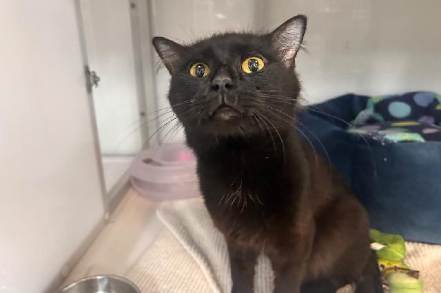 My name is Ziptie and I am ready for adoption. Learn more about me!
