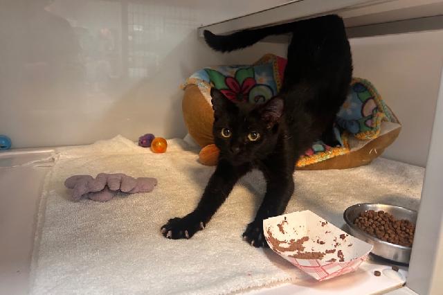 My name at SAFE Haven was Train Conductor and I was adopted!