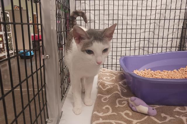 My name is Cream Cheese and I am ready for adoption. Learn more about me!