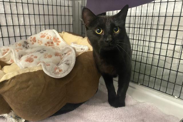 My name is Pilot and I am ready for adoption. Learn more about me!