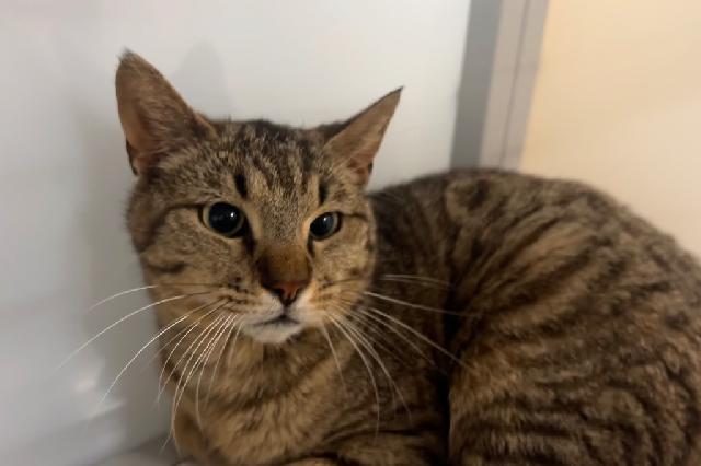 My name at SAFE Haven was Monster Paws and I was adopted!
