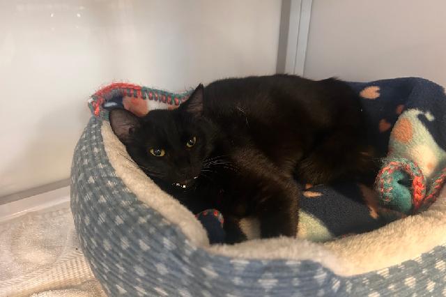 My name is Carabiner and I am ready for adoption. Learn more about me!