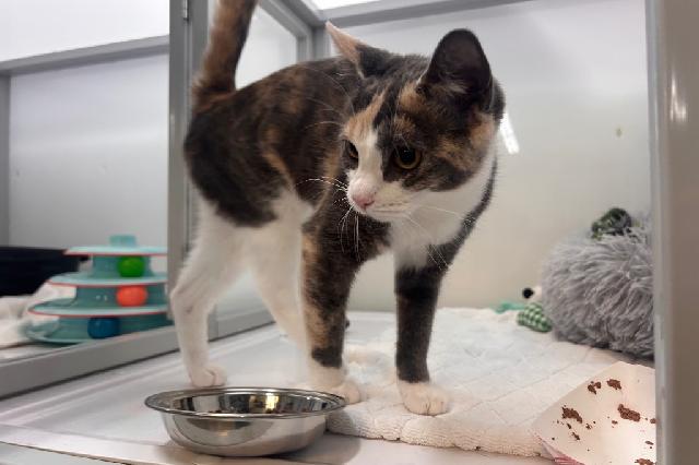 My name at SAFE Haven was Crayon and I was adopted!